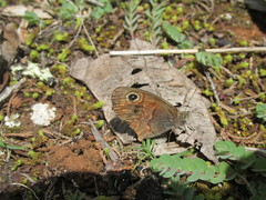 Paramacera xicaque xicaque