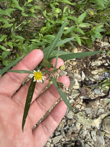 Symphyotrichum eulae, photograph 1