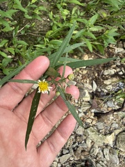 Symphyotrichum eulae