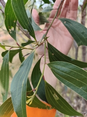 Acacia flavescens, photograph author not stated, no rights reserved