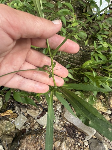 Symphyotrichum eulae, photograph 3