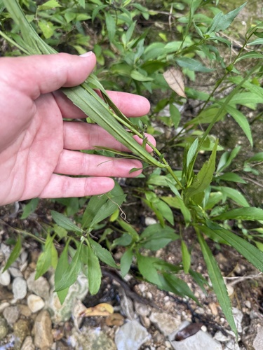 Symphyotrichum eulae, photograph 4