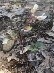 Cardamine flagellifera