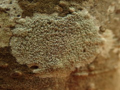 Lecanora argentata