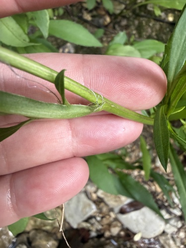 Symphyotrichum eulae, photograph 6