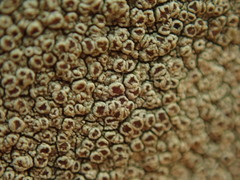 Lecanora argentata
