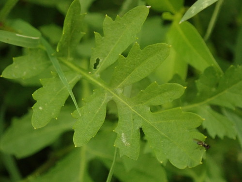 Miškinis čėriukas nuotrauka