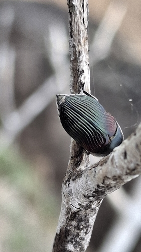 Mimicoclytrina piliventris tristis