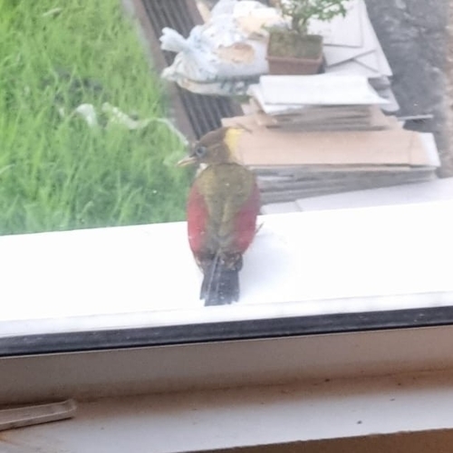 Crimson-winged Woodpecker (Picus puniceus)