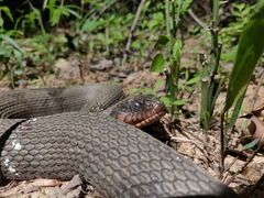 Nerodia erythrogaster
