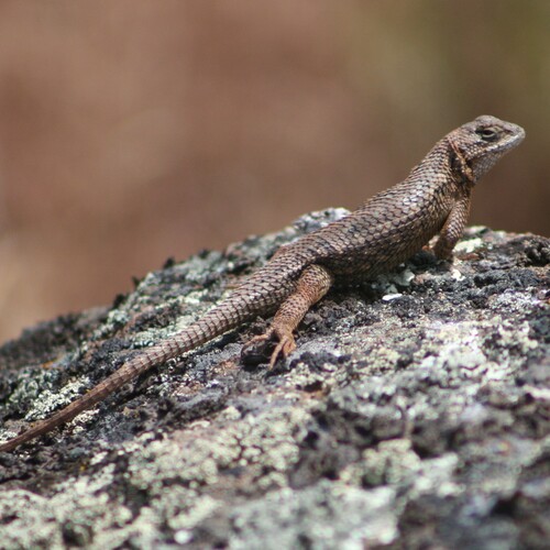 Western Fence Lizard