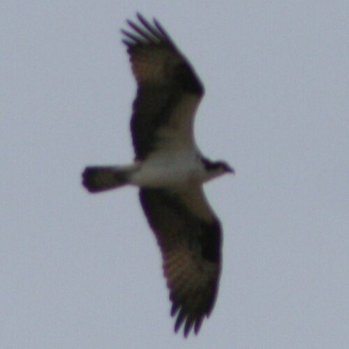 Osprey