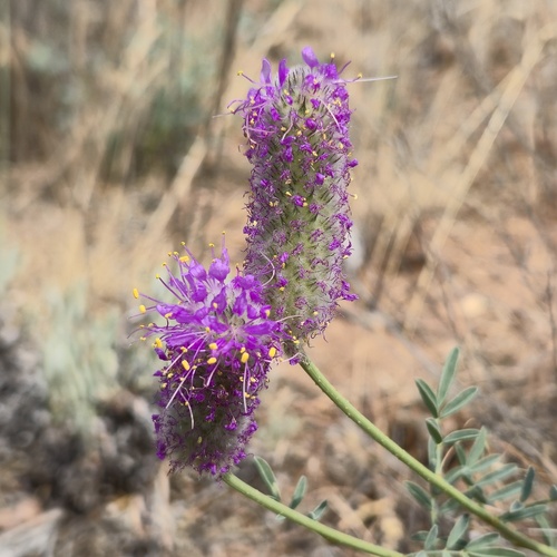 Blue Mountain Prairie Clover