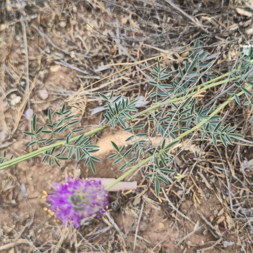 Dalea ornata, photograph 3