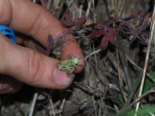Nemophila breviflora observed 2026-06-03