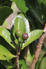 Elingamita johnsonii