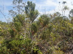Dacrydium araucarioides