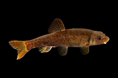 Cutlip Minnow photo 1