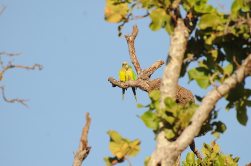 Peach-fronted Parakeet