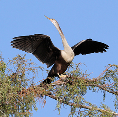 Anhinga anhinga