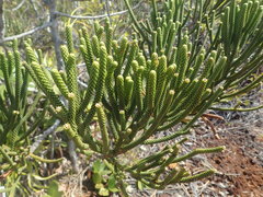 Dacrydium araucarioides
