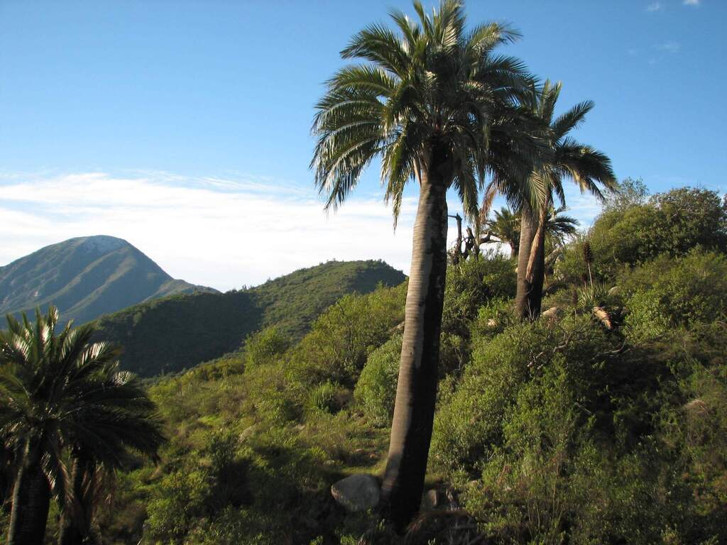 Jubaea chilensis - council-listed tree