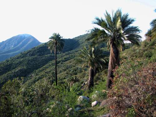 Jubaea chilensis