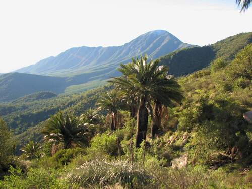 Jubaea chilensis