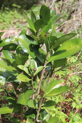 Elingamita johnsonii