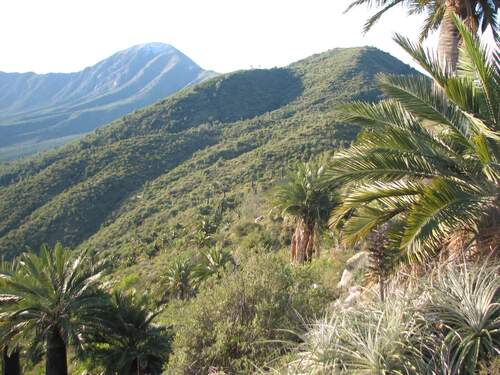 Jubaea chilensis