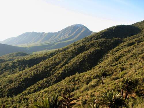 Jubaea chilensis