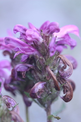 Pedicularis sudetica interior