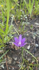 Brodiaea terrestris
