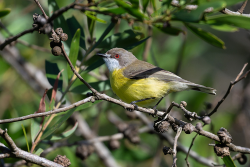 White-throated Gerygone (Gerygone olivacea), photo 3
