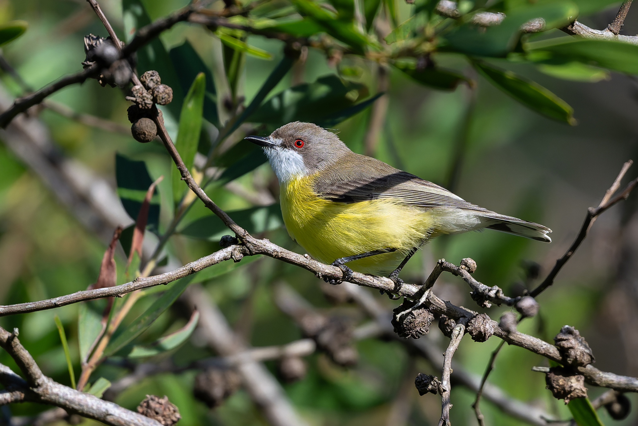 White-throated Gerygone (Gerygone olivacea), photo 3