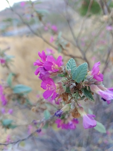 Melochia tomentosa, photograph 6
