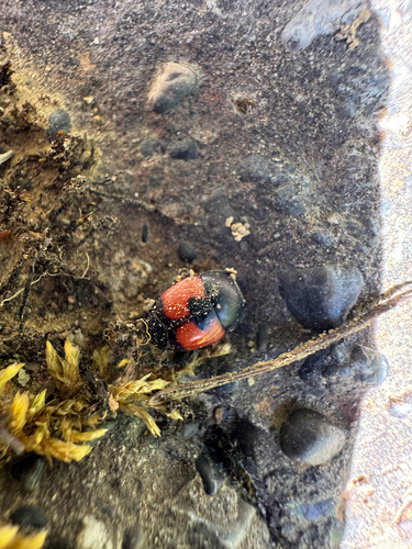 iNaturalist observation photo of Spilodiscus sellatus