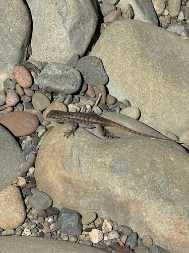 iNaturalist observation photo of Western Fence Lizard