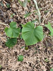 Argyreia nervosa