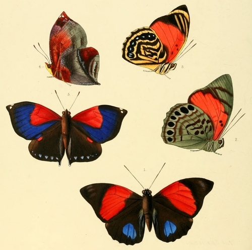 Prepona aedon