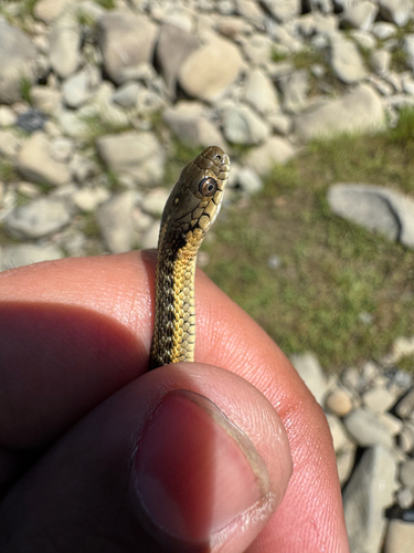 iNaturalist observation photo of Aquatic Garter Snake