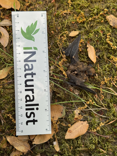 iNaturalist observation photo of Mouse-eared Bats