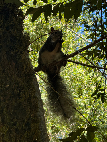 iNaturalist observation photo of Western Gray Squirrel