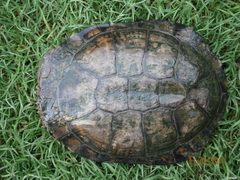 Acanthochelys pallidipectoris