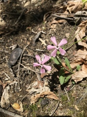 Silene caroliniana