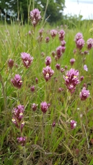 Castilleja densiflora densiflora