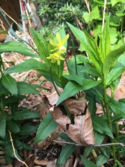 Narcissus cyclamineus
