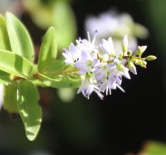 Veronica ligustrifolia