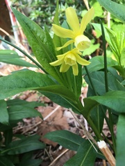 Narcissus cyclamineus