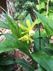 Narcissus cyclamineus